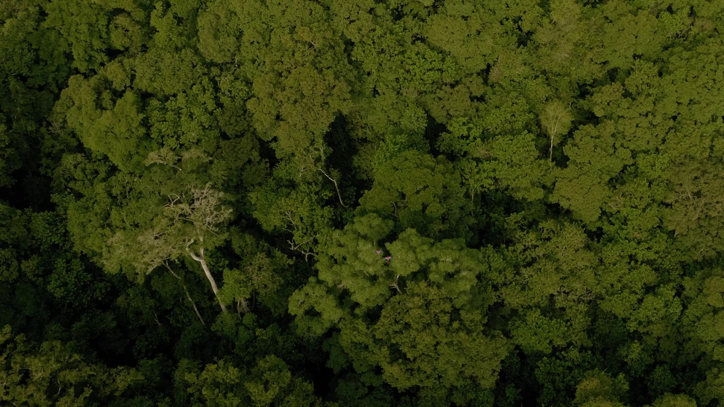The rainforest canopy from above.