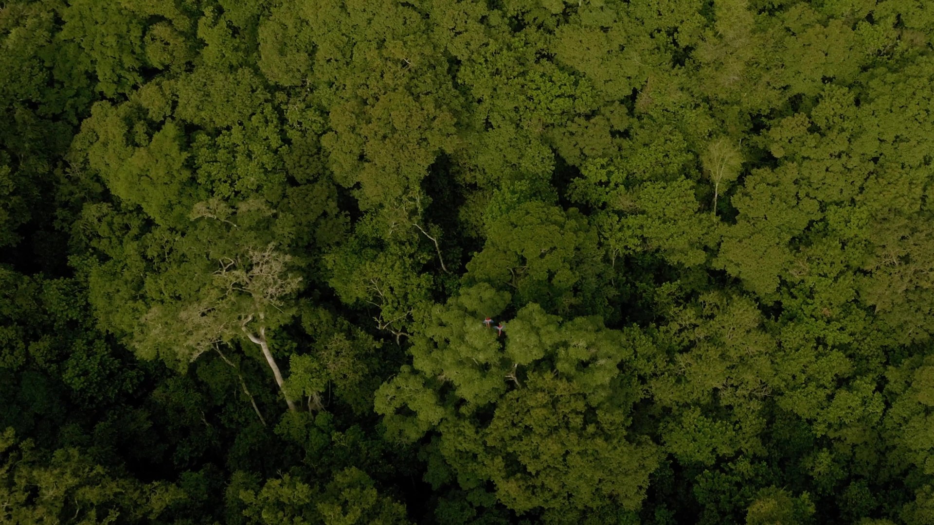 Rainforest canopy above the Osa Peninsula.
