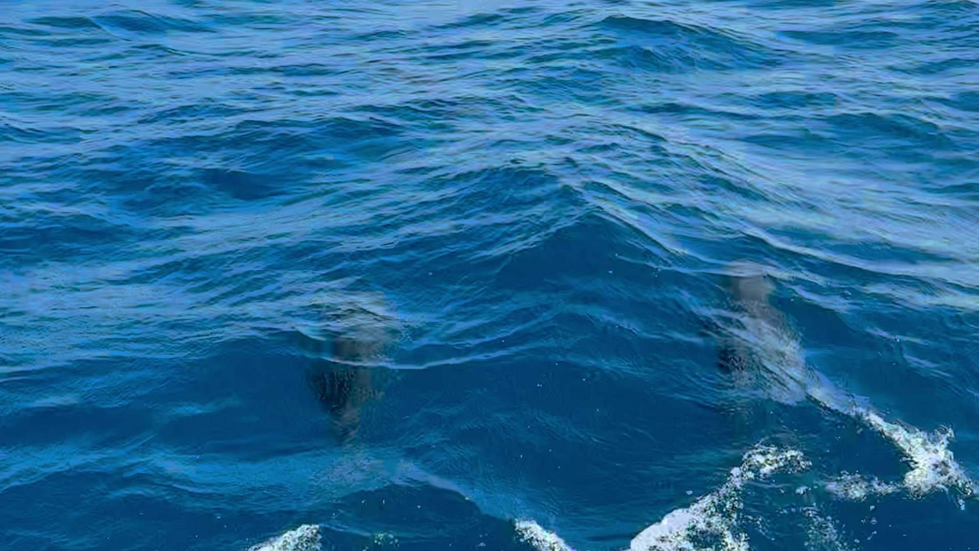 Dolphins alongside the boat, February 2025.