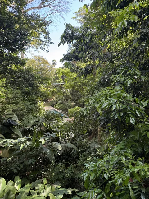 Under the canopy