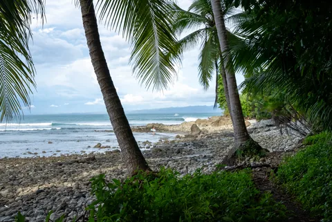 Encanta La Vida · Palms above the shore.