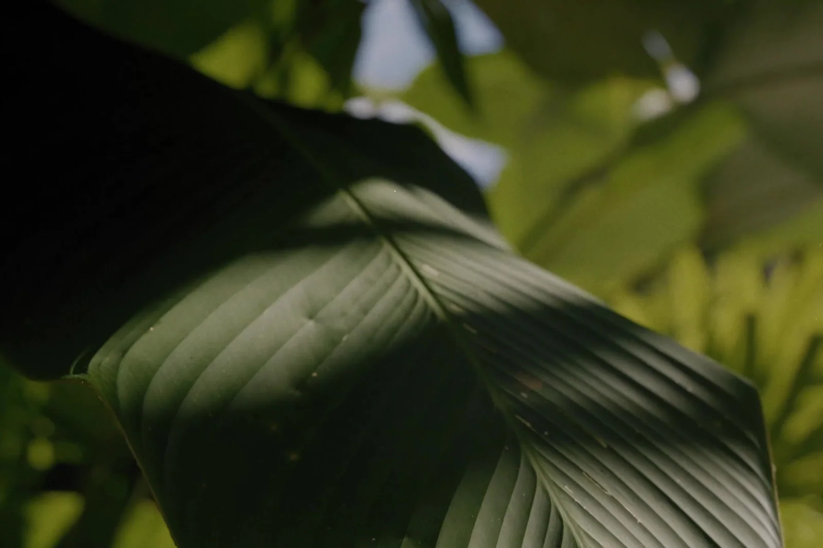 A broad leaf in the reserve, lit from behind.
